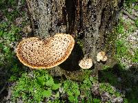 Polyporus squamosus image