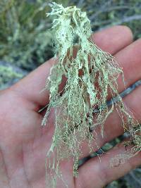 Ramalina menziesii image