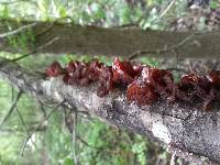 Auricularia auricula-judae image