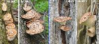 Polyporus squamosus image
