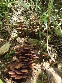 Image of Psilocybe azurescens