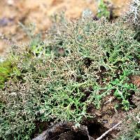 Cladonia subtenuis image