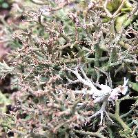 Cladonia subtenuis image