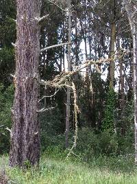 Usnea rubicunda image