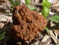 Gyromitra esculenta image