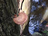 Polyporus squamosus image