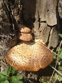 Polyporus squamosus image