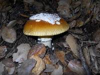 Amanita calyptroderma image