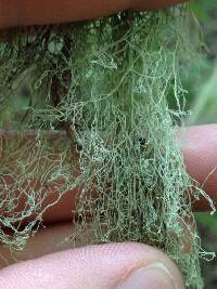 Ramalina menziesii image