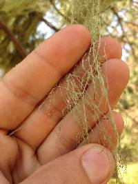 Ramalina menziesii image