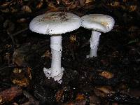 Amanita ocreata image