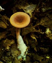 Clitocybe gibba image