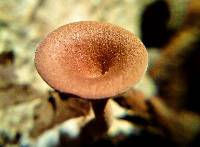 Clitocybe gibba image