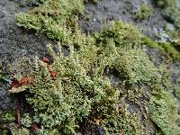 Cladonia squamosa image