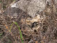 Trametes versicolor image