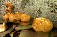 Polyporus alveolaris image