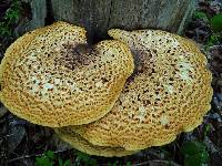 Polyporus squamosus image