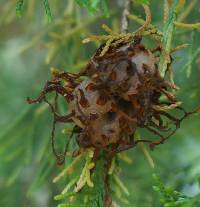 Gymnosporangium juniperi-virginianae image