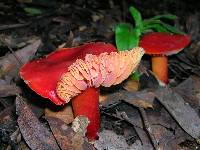 Hygrocybe coccinea image