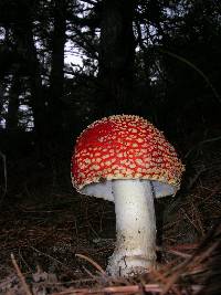 Amanita muscaria image