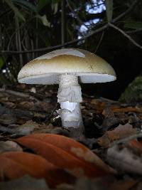 Amanita phalloides image