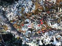 Cladonia macilenta image