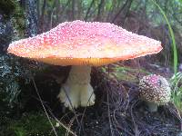 Amanita muscaria image