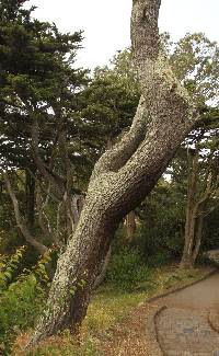 Usnea rubicunda image