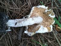 Amanita phalloides image