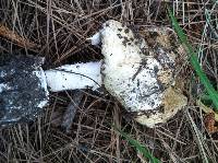 Amanita phalloides image