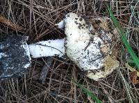 Amanita phalloides image