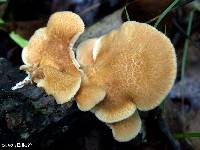 Polyporus alveolaris image