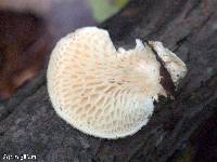 Polyporus alveolaris image