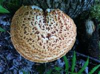 Polyporus squamosus image