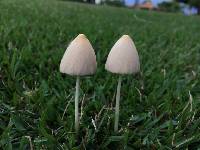 Conocybe apala image