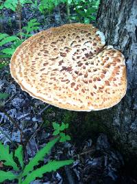 Polyporus squamosus image