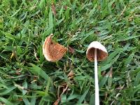 Conocybe apala image