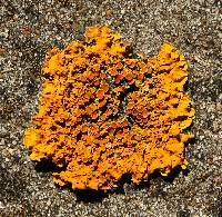 Xanthoria parietina var. parietina image