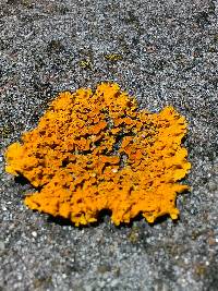 Xanthoria parietina var. parietina image