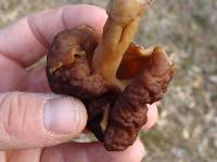 Gyromitra esculenta image