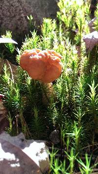 Gyromitra esculenta image