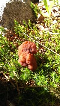 Gyromitra esculenta image