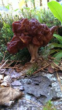 Gyromitra esculenta image