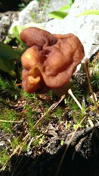 Gyromitra esculenta image