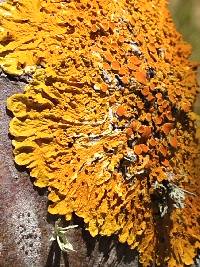 Xanthoria parietina var. parietina image