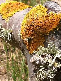 Xanthoria parietina var. parietina image