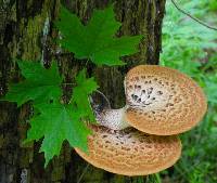 Polyporus squamosus image