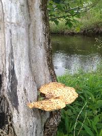 Polyporus squamosus image