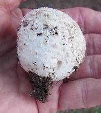 Lycoperdon pyriforme image