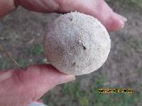 Lycoperdon pyriforme image